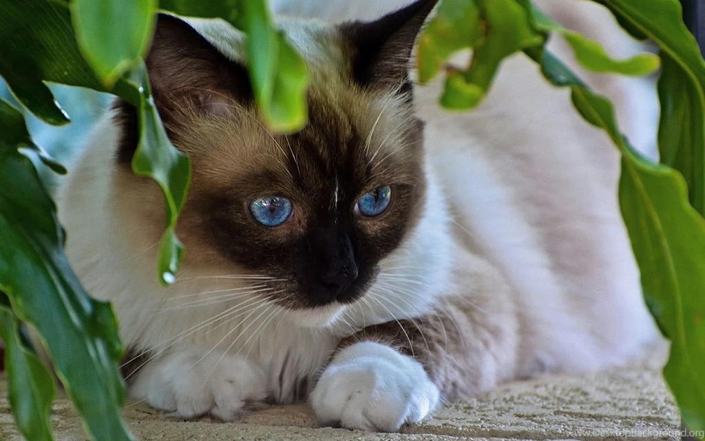 Siamese Cat HD Photography Wallpapers 11 Animal Wallpapers Free ...