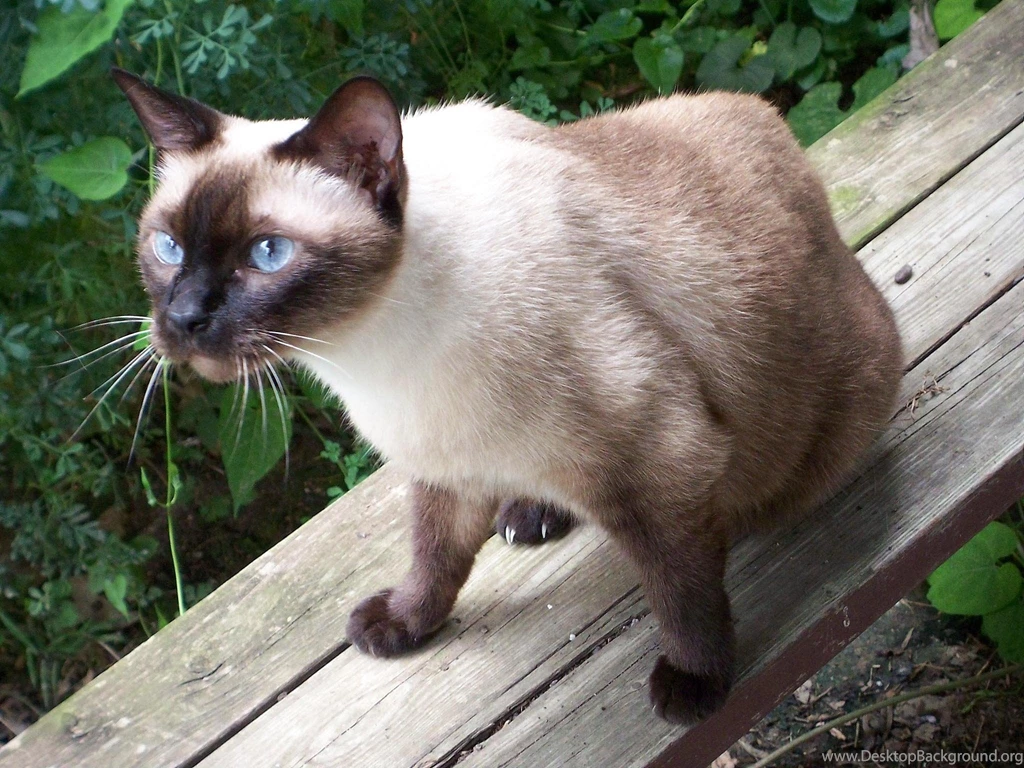 Blue point siamese catsiamese cats blue point funny cat wallpapers ...