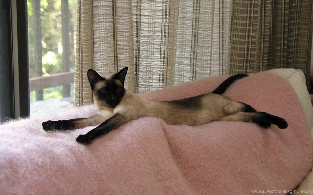 Lovely Siamese Cat 1440x900 Wallpapers,Siamese Cat 1440x900 ...