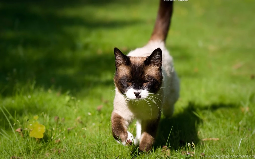 Siamese Cat HD Photography Wallpapers 6 - Animal Wallpapers Free ...