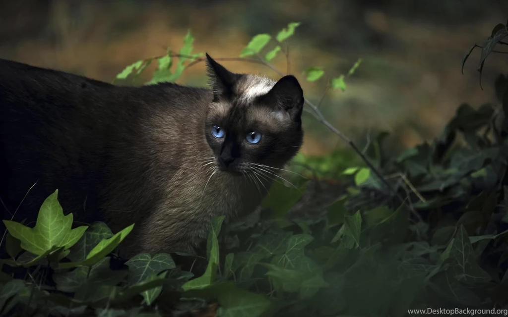 Cat Siamese Grass Blue eyed Shadow