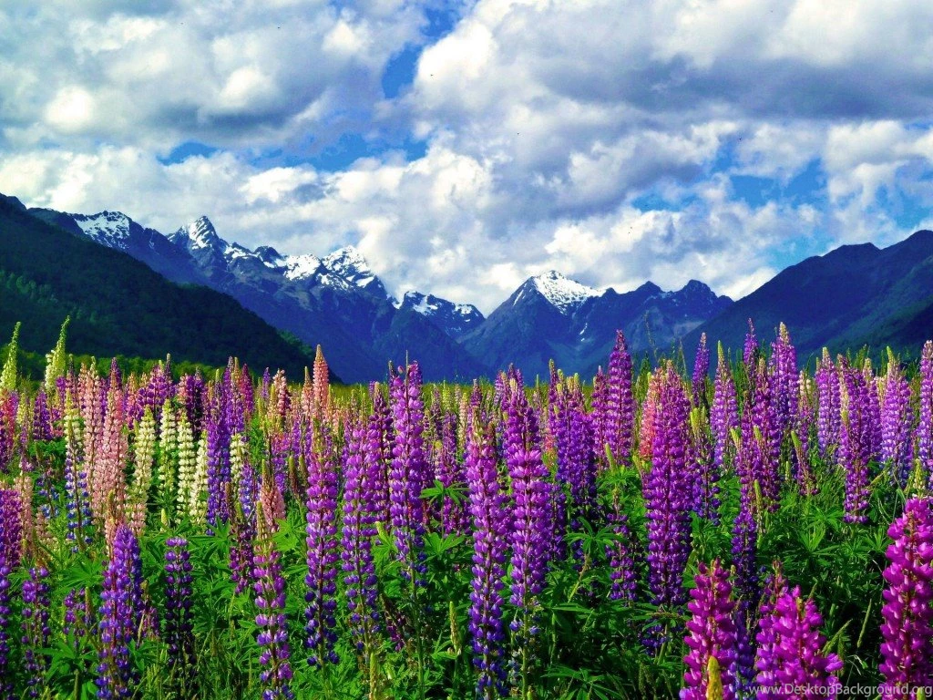 When You See These 30 Photos Of New Zealand You'll Wonder Why ...
