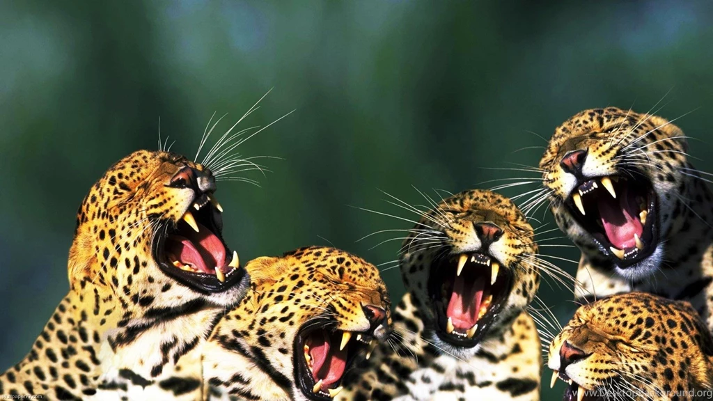 Yawning Cheetah Funny Wallpapers New Hd WallpaperNew Hd Wallpapers