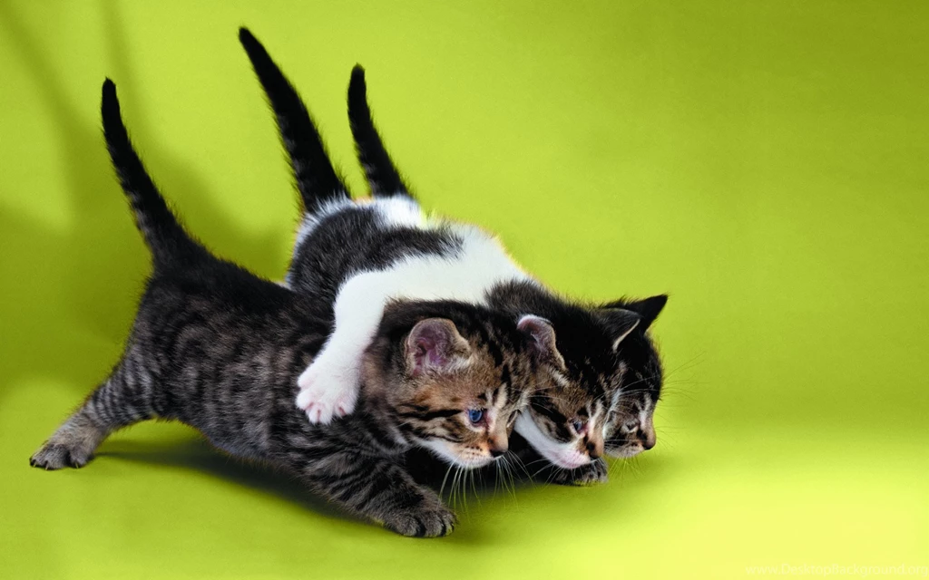 Couple Animation Funny Photo
