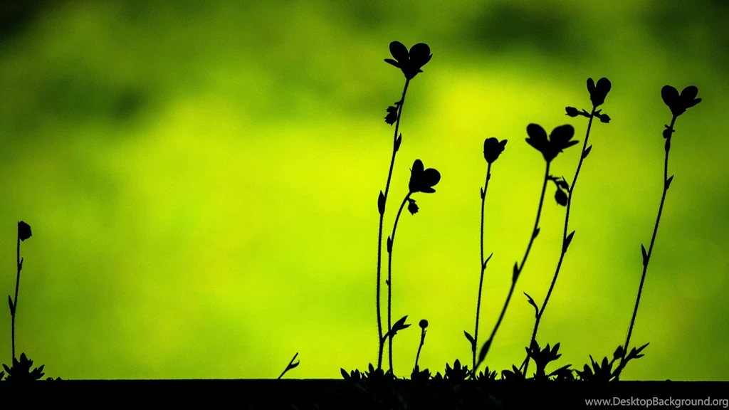 500,000+ HD Wallpapers Free Download Widescreen Desktop ...