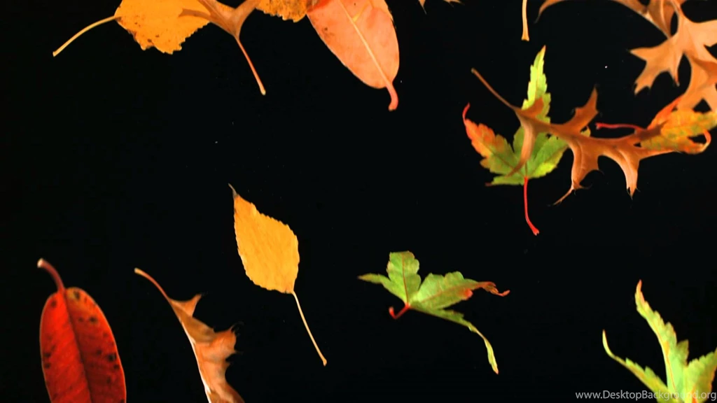 Slow Motion Falling Leaves And Autumn Leaf Fall Shot In Slow Mo ...
