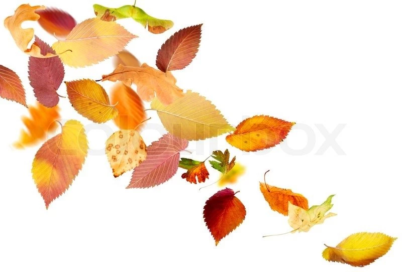Falling Leaves
