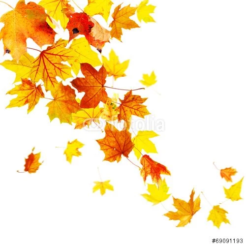 Autumn Falling Leaves Isolated On White Background" Stock Photo ...