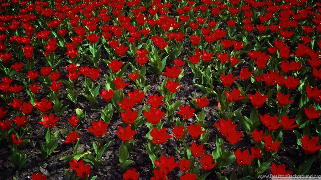 Nature Wallpapers Hd Free Download For Mobile