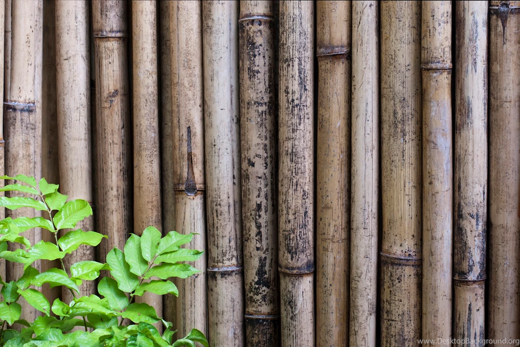 Free Stock Photo 6306 Dried Bamboo Backgrounds