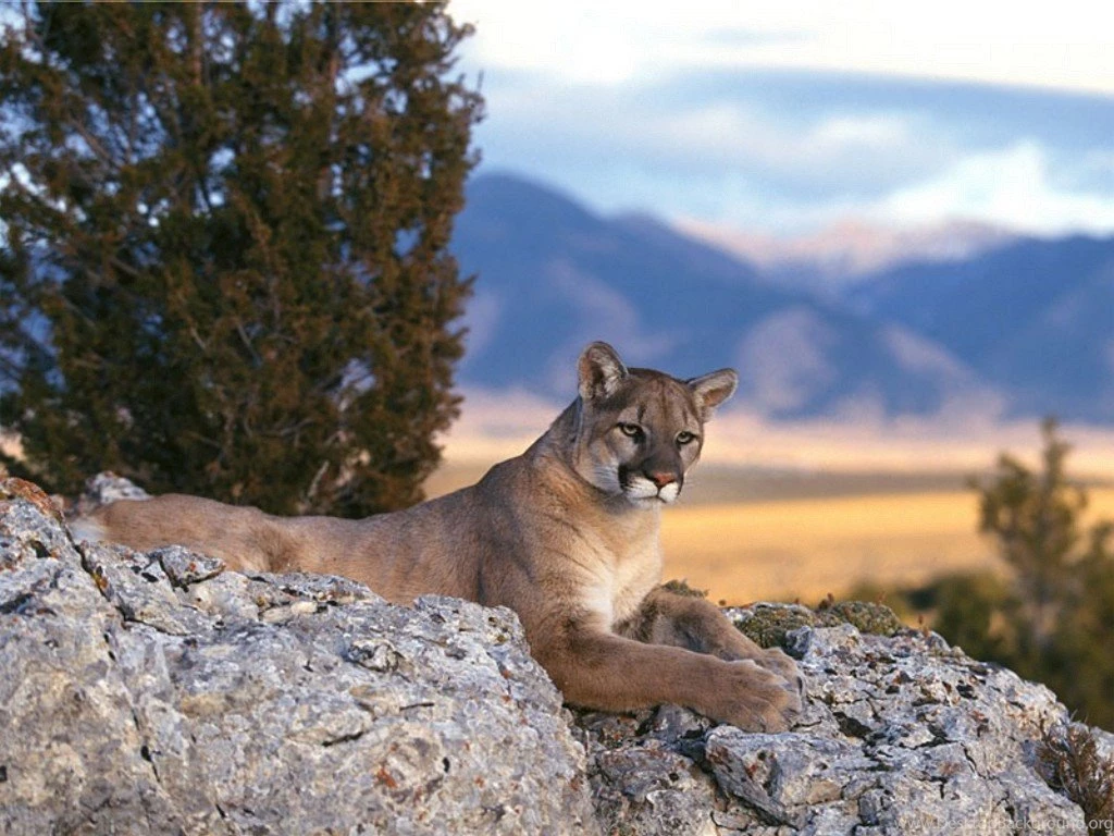 Mountain Lion, Rocky Mountains < Animals < Life < Desktop Wallpapers