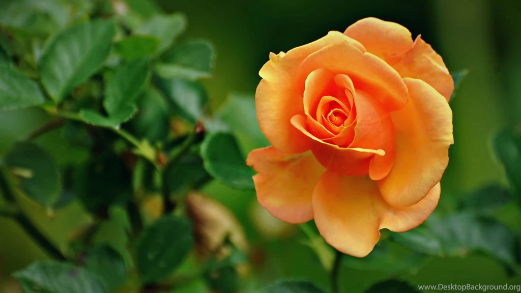 Downloading Wallpapers Of Flowers HD Wallpapers Desktop Wallpapers ...