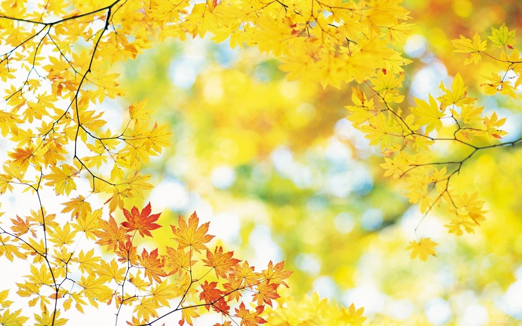 Bright Yellow Autumn Leaves (