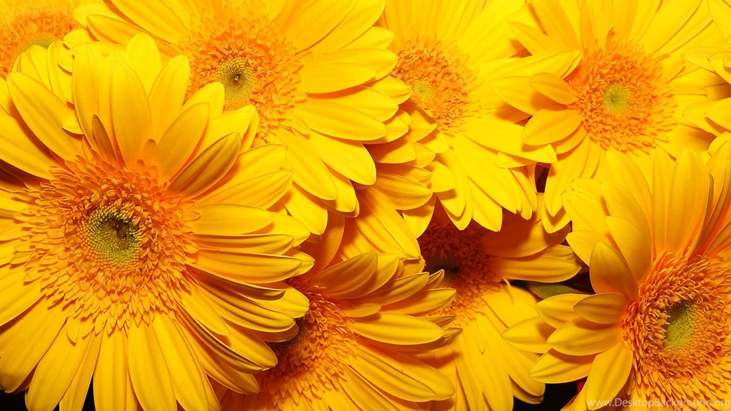 Download Wallpapers 1920x1080 Flowers, Yellow, Bright, Bouquet Full ...
