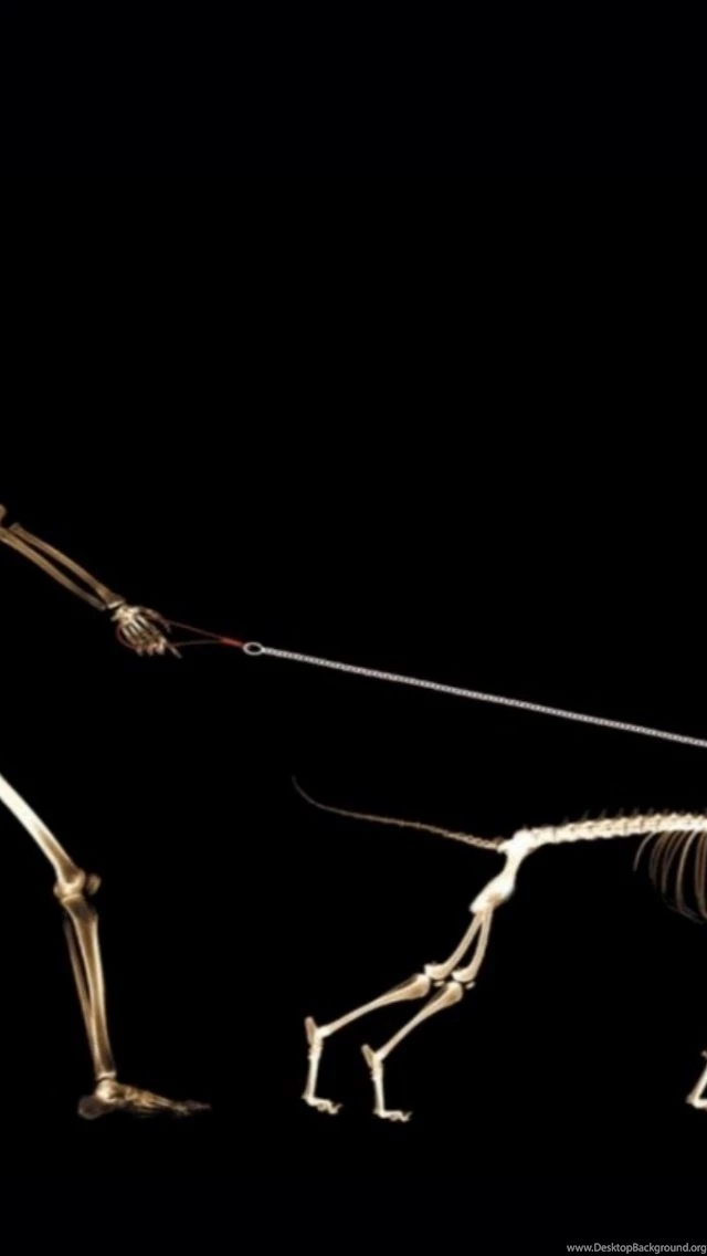 Gentoo Linux Funny Wallpapers Gaining Weight For Skinny People ...