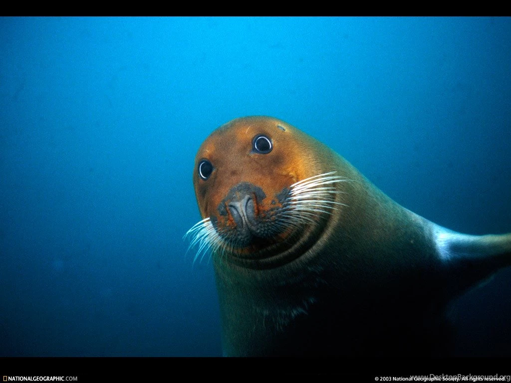 Nature Pictures: National Geographic Images