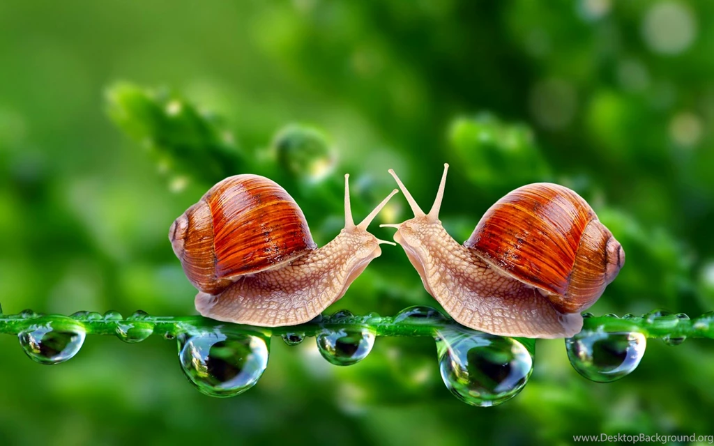 Fantasy Wallpaper: 3D Wallpapers Free