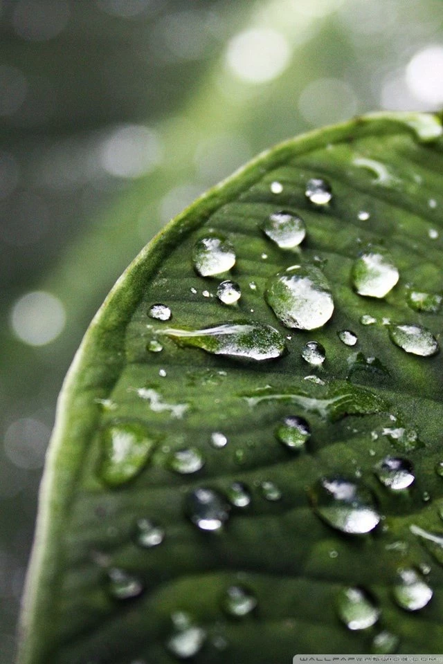 Raindrops HD Desktop Wallpapers : Widescreen : High Definition ...