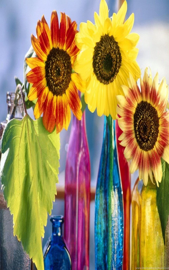 Colorful Flower Android Mobile Desktop Wallpapers