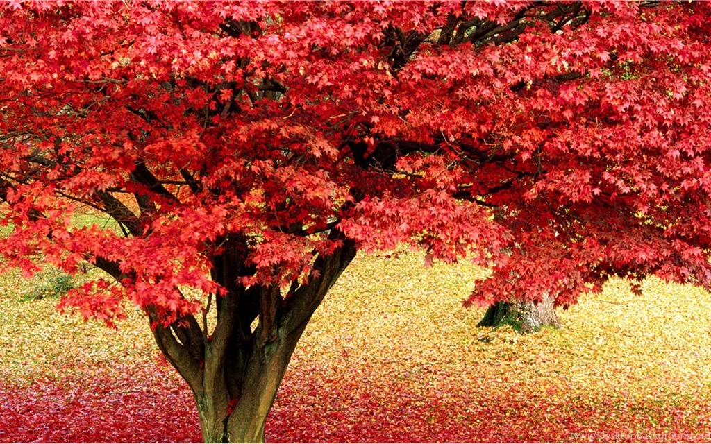 Plants Suitable For Mobile Phone Wallpapers Landsca Landscape ...