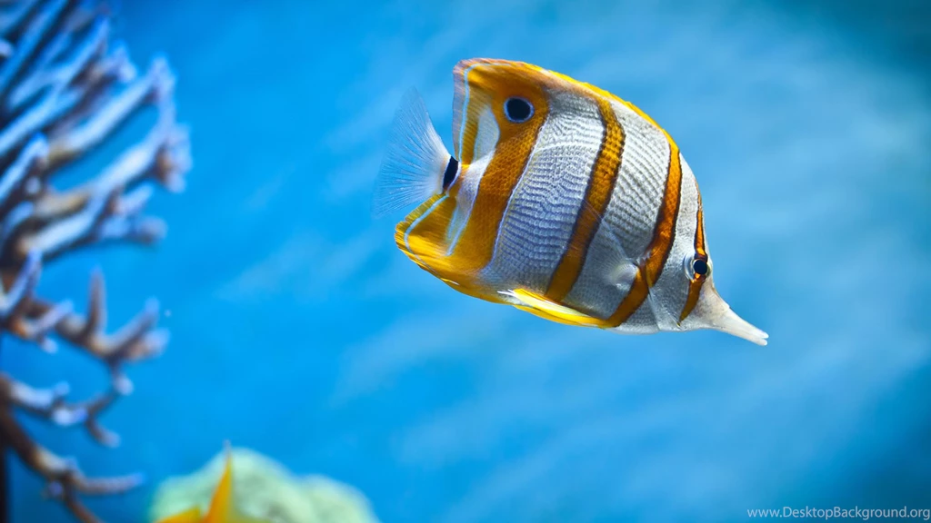 Under Sea Fish Cool Pic