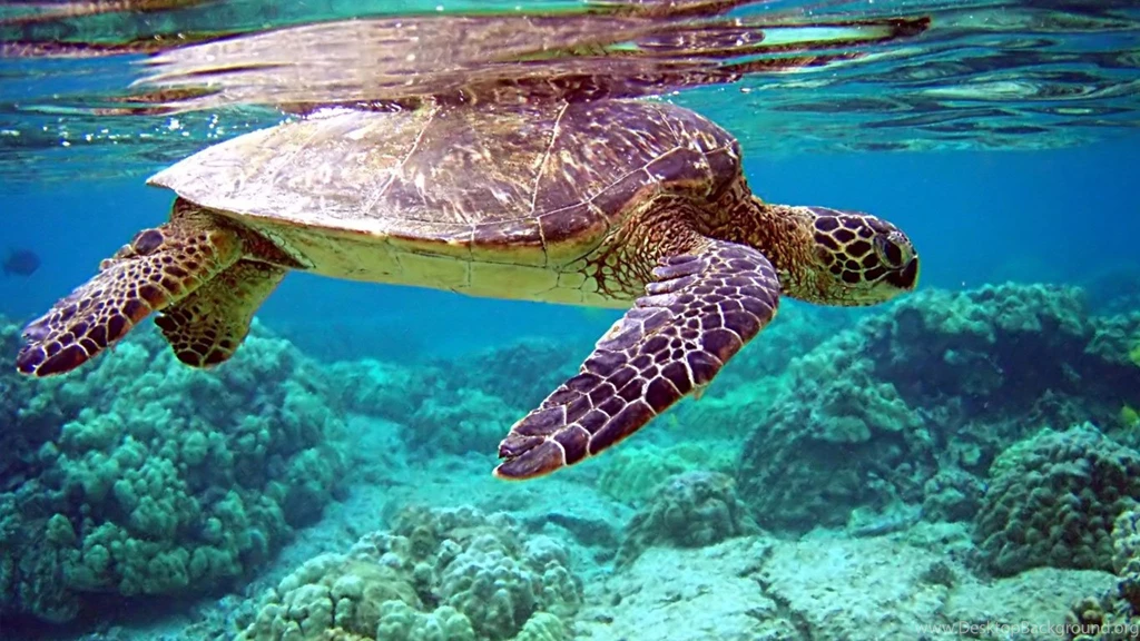 Under Sea Wallpapers (1366x768)