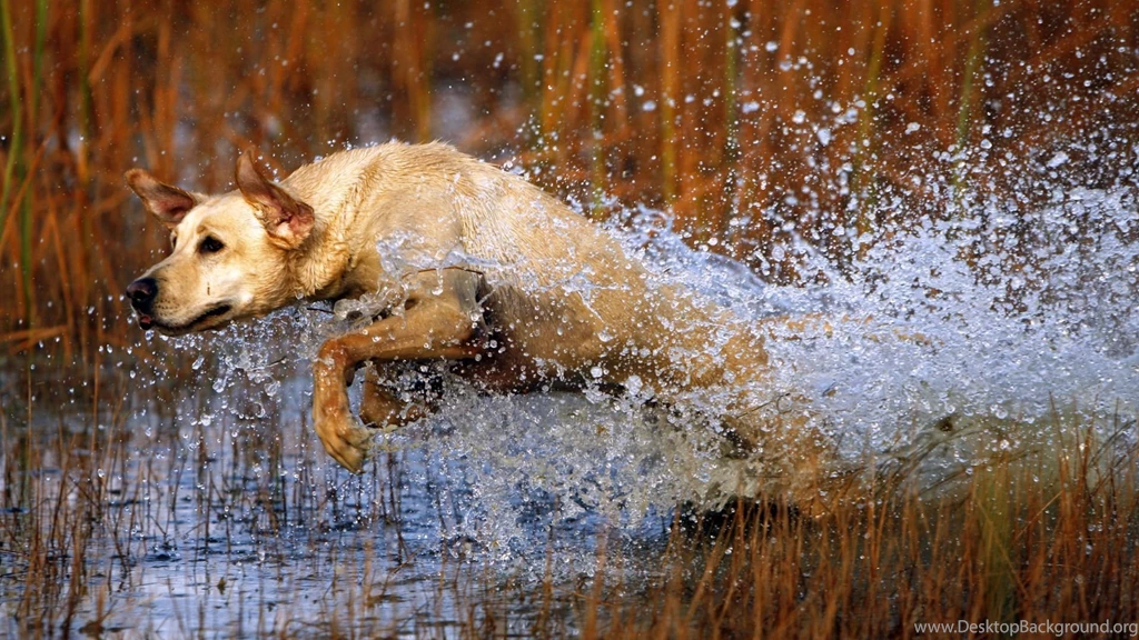 Awesome Hunting Wallpapers
