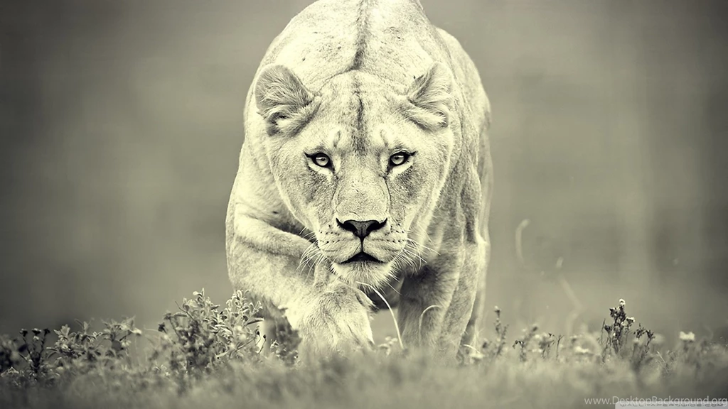 Lioness Hunting Wallpaper, Size: 1600x900