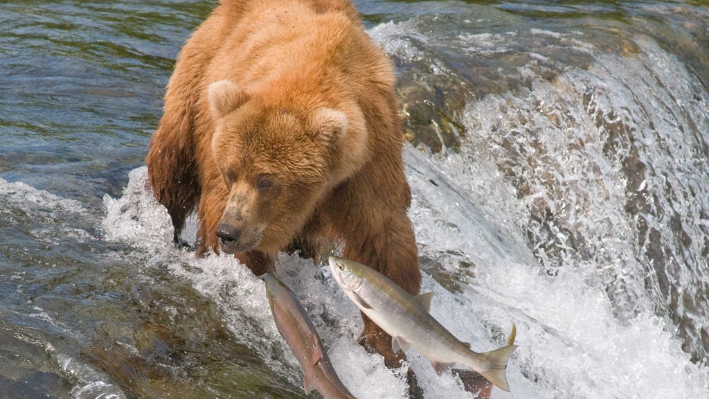 2560x1440 Bear, Hunting, Fish, River, Salmon, Fishing, Water ...