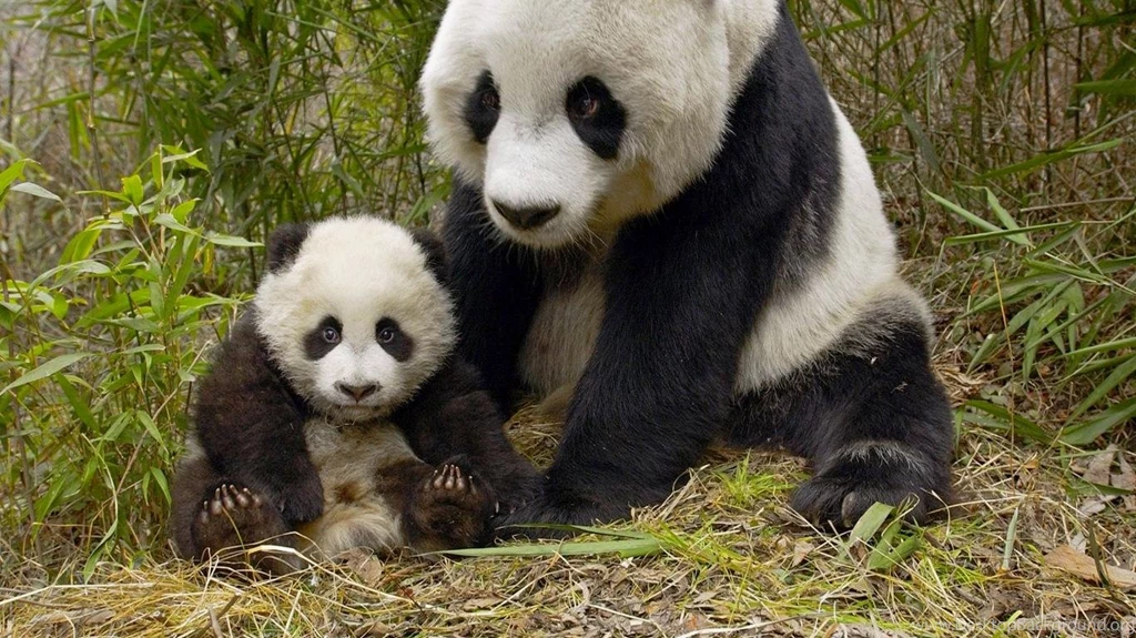 Panda Baby Desktop Wallpapers Categories Wallpapers Animals ...
