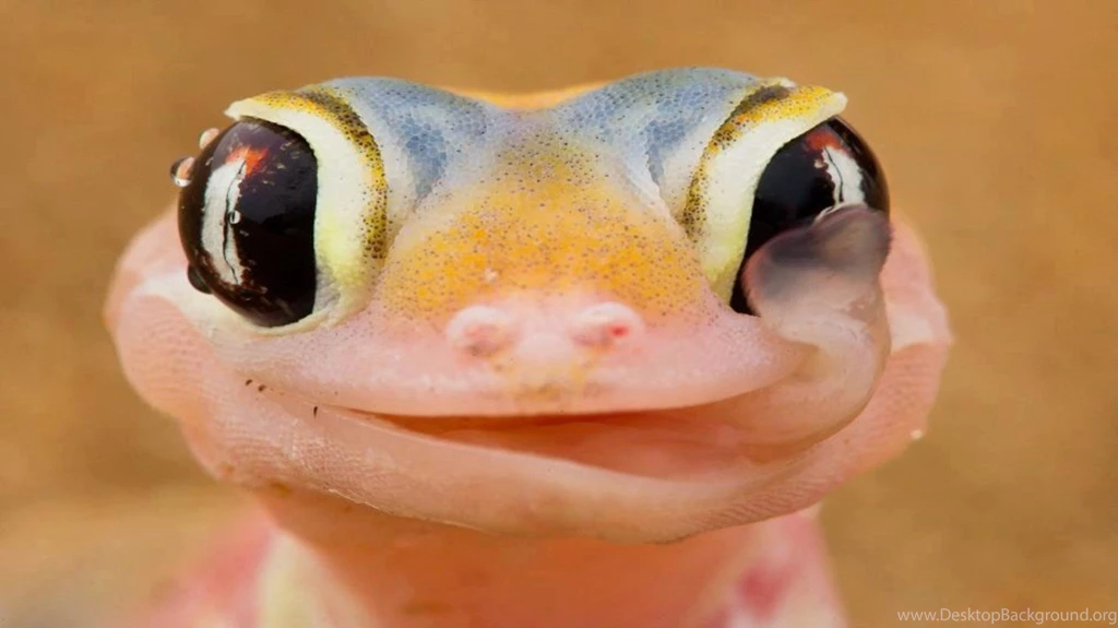 Reptiles: Lizzard Animals Reptiles Nature Cute Wallpapers HD For HD ...