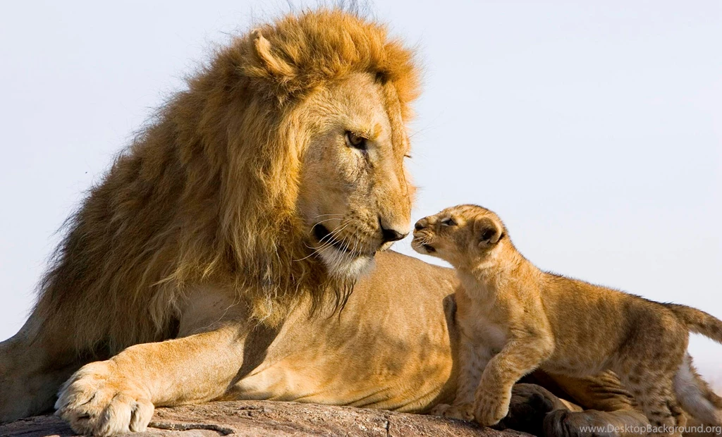 Lions
