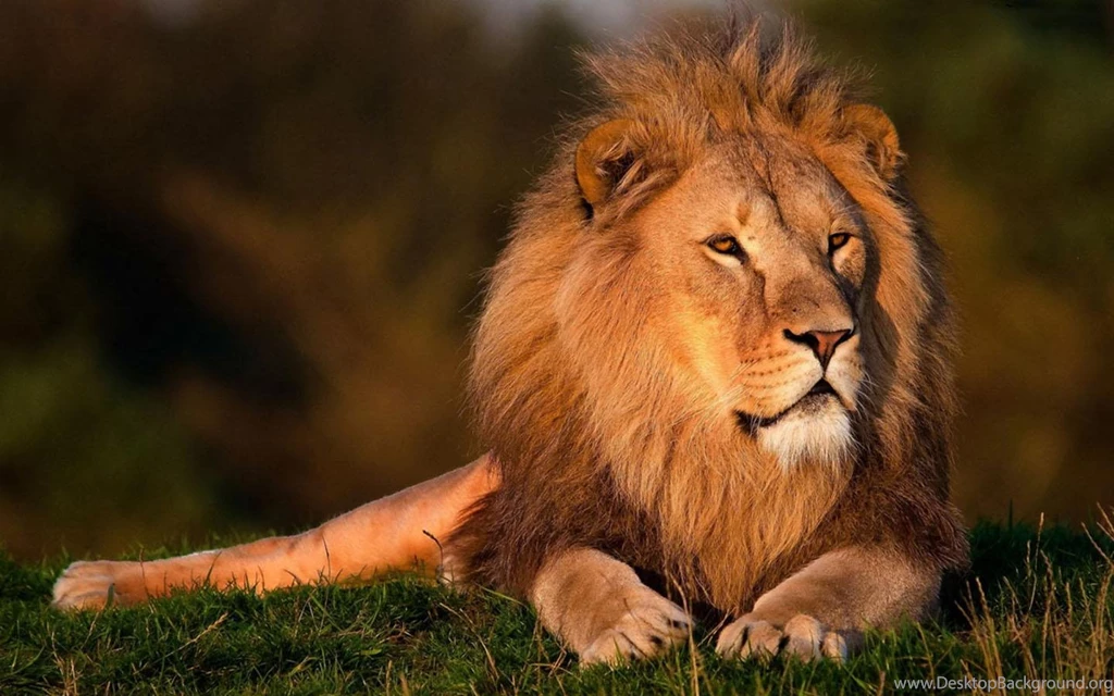 Lions HD Wallpapers Android Apps On Google Play