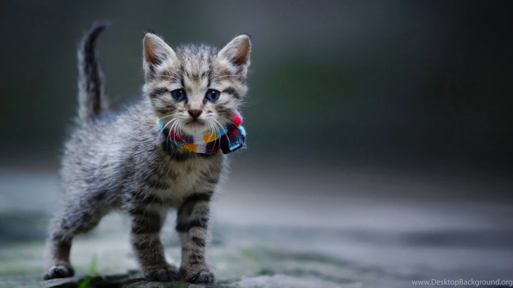 Very Cool Gray Cat Wallpapers HD, HD Desktop Wallpapers
