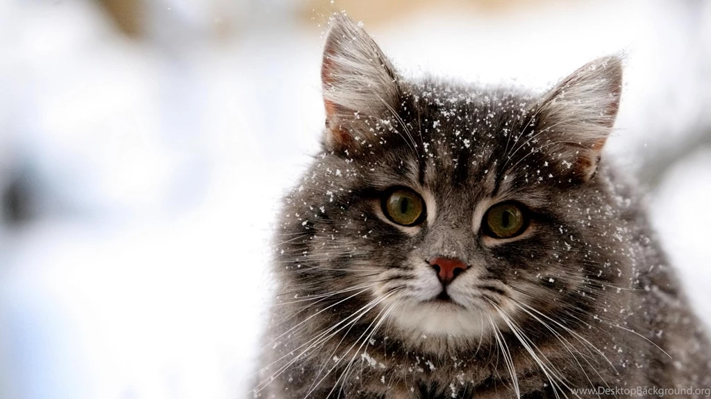 Cat Backgrounds Desktop
