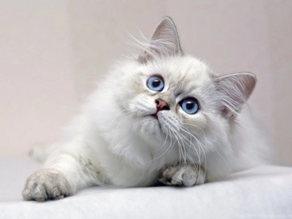 Free Cats Wallpapers Cats Desktop (1353) Animal