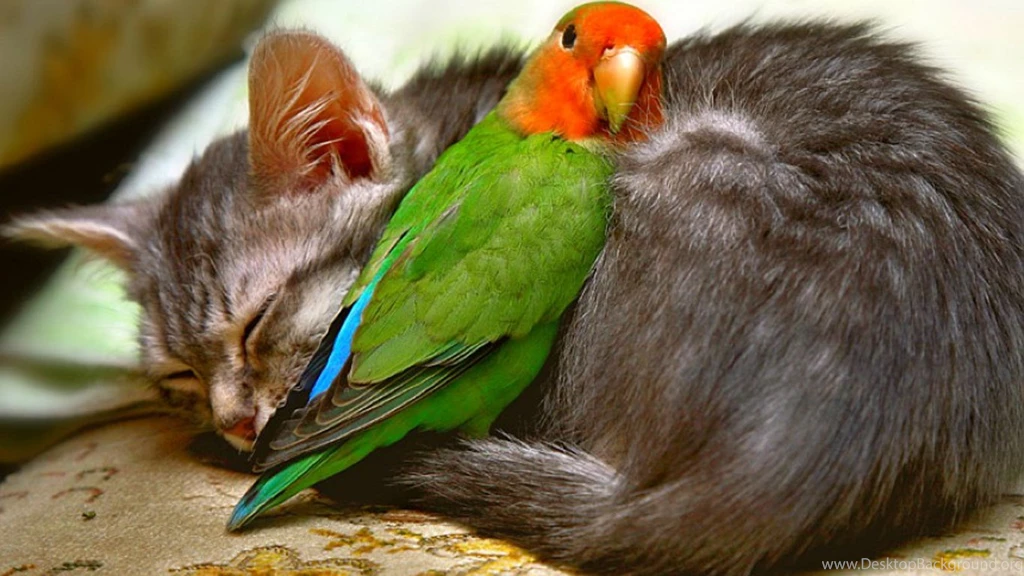 Cat Desktop Wallpapers 14 Free 3d Wallpapers