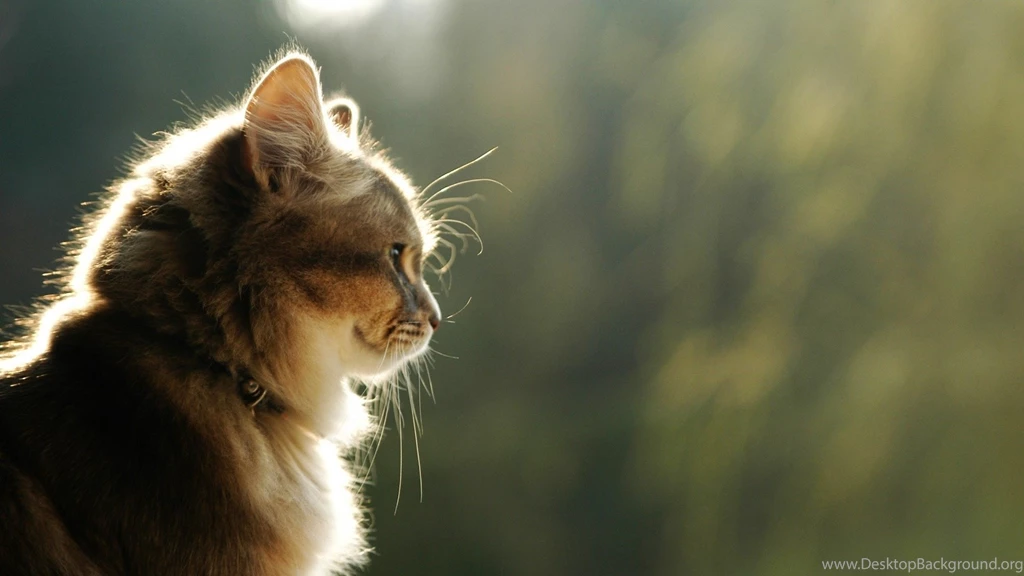 Lovely Cat Wallpapers HD