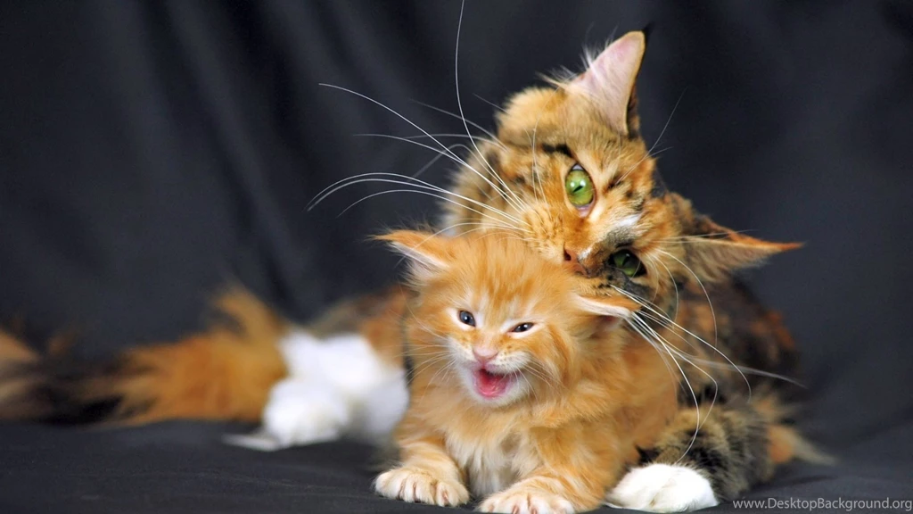 Full HD 1080p Cat Wallpapers HD, Desktop Backgrounds 1920x1080