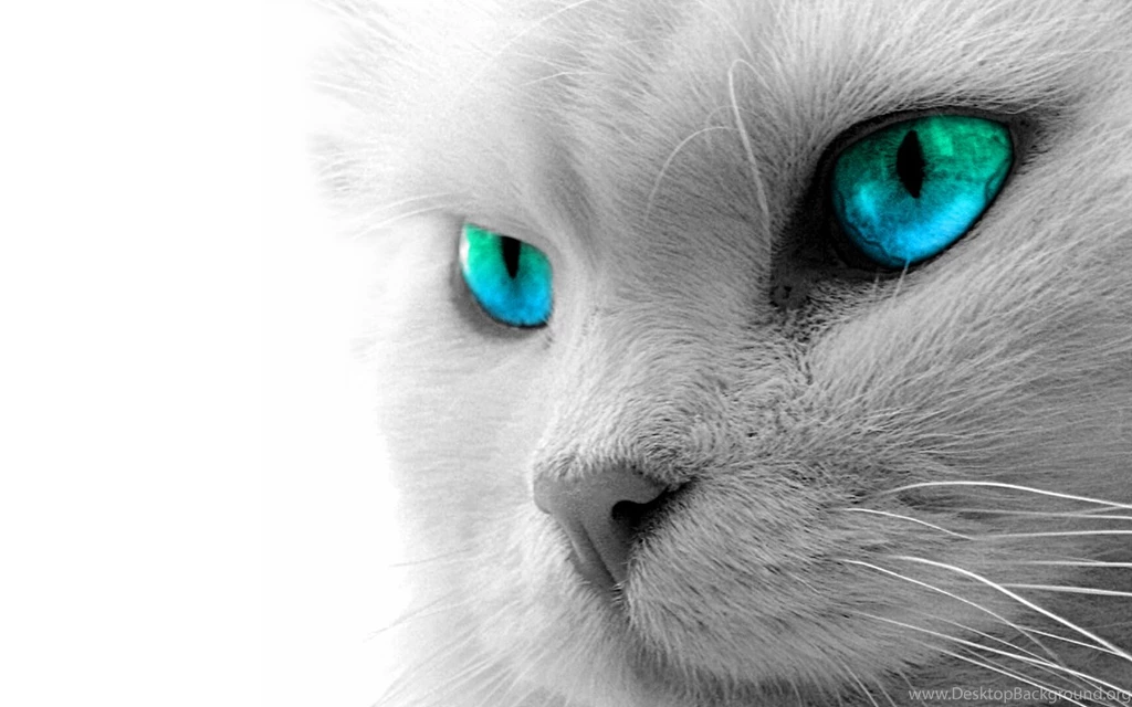 Full View And Download White Cat Wallpapers 3
