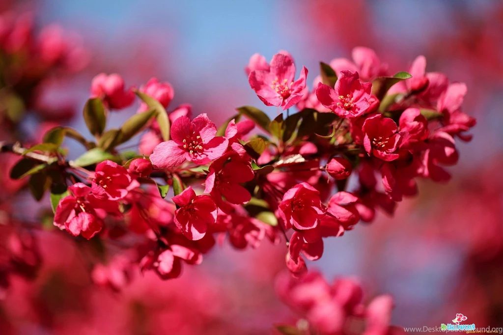 High Resolution Images Of Flowers Wallpapers HD Base