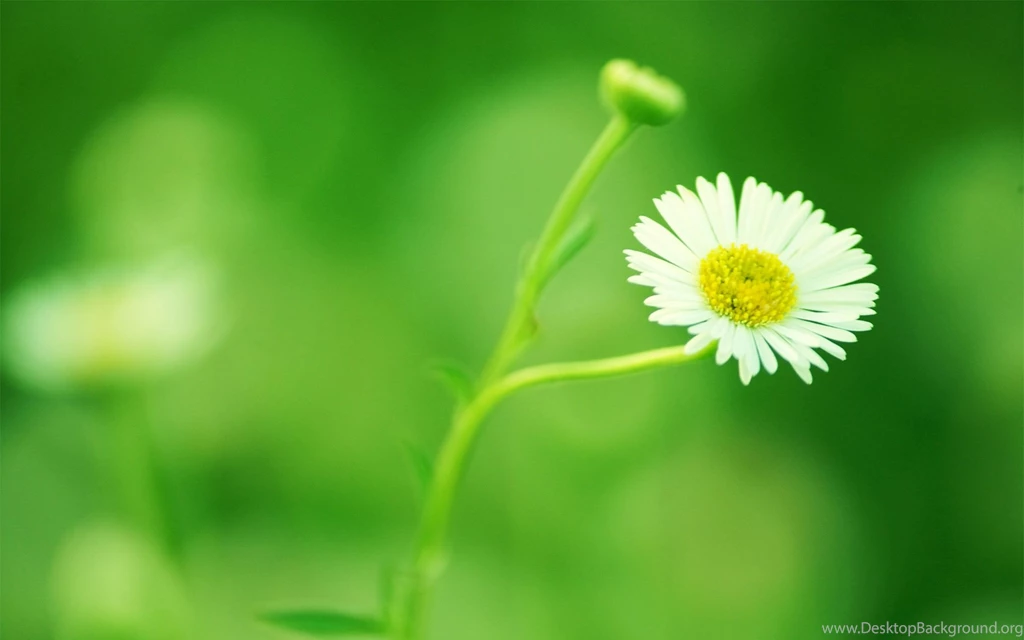 High Resolution Wallpapers Flowers