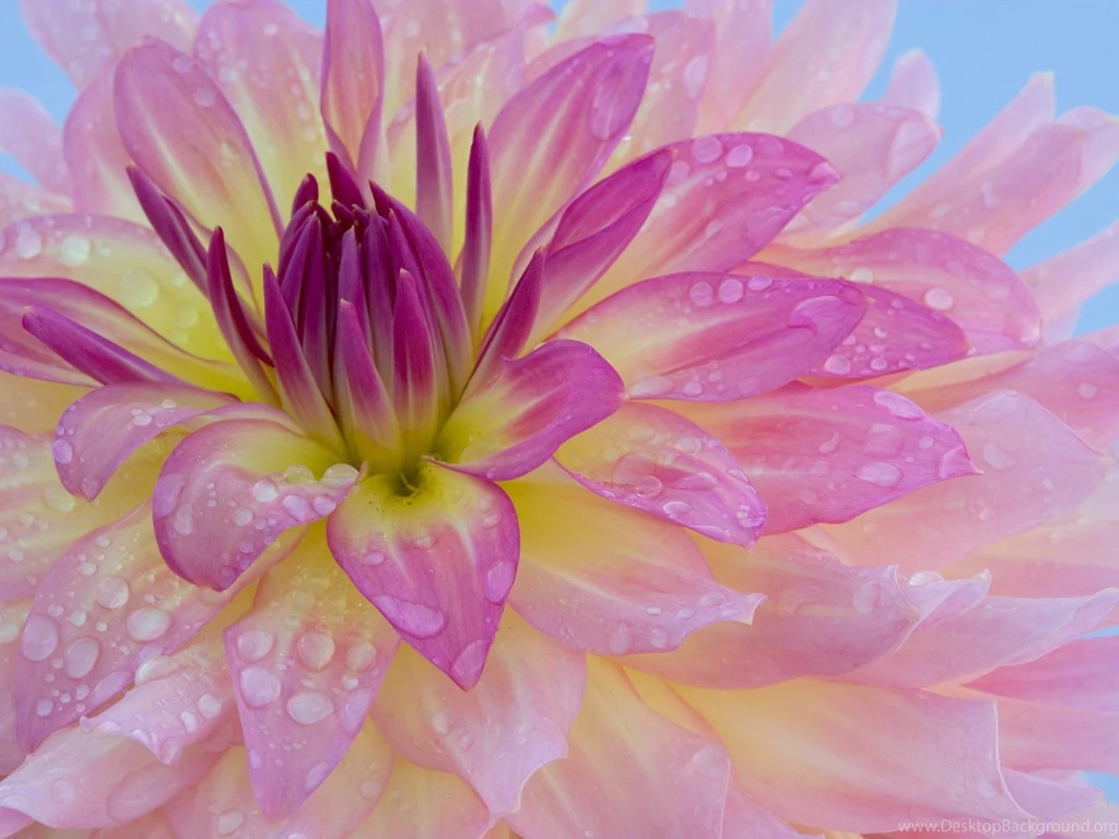 Flower Wallpaper: Pink Lily Flower Wallpapers High Resolution HD ...
