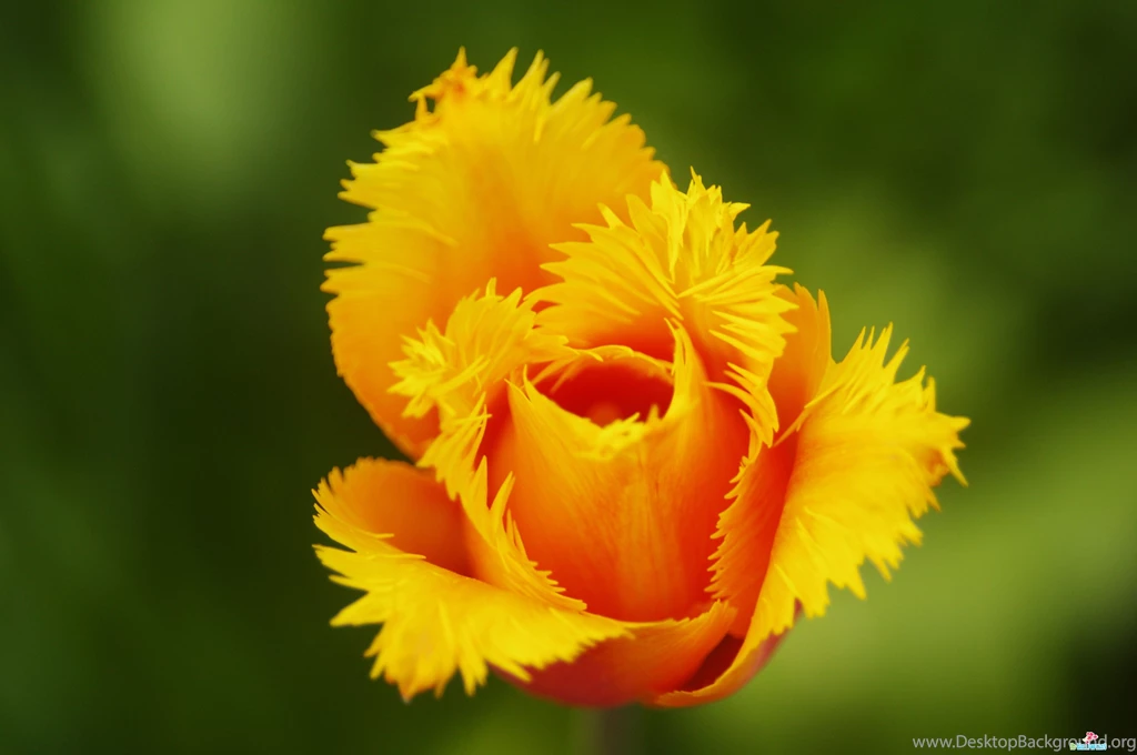 Flowers High Resolution Wallpapers 030