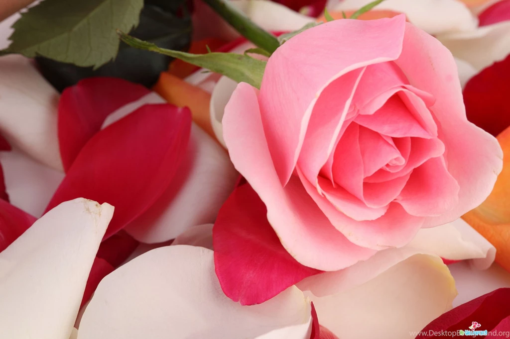 Flowers High Resolution Wallpapers 020