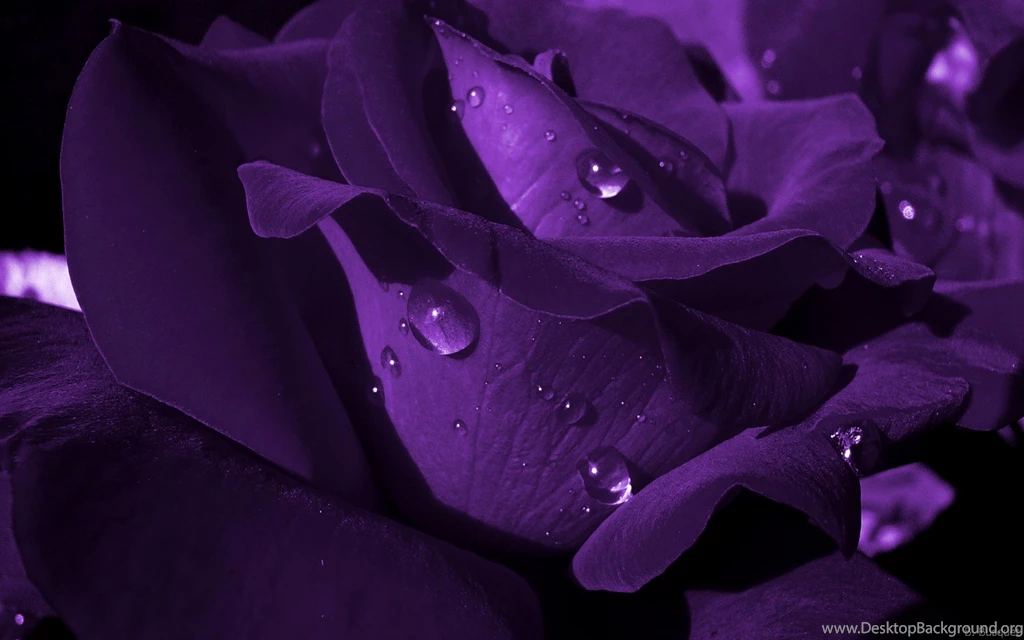 Dark Purple Roses Wallpapers AtozWallpapers