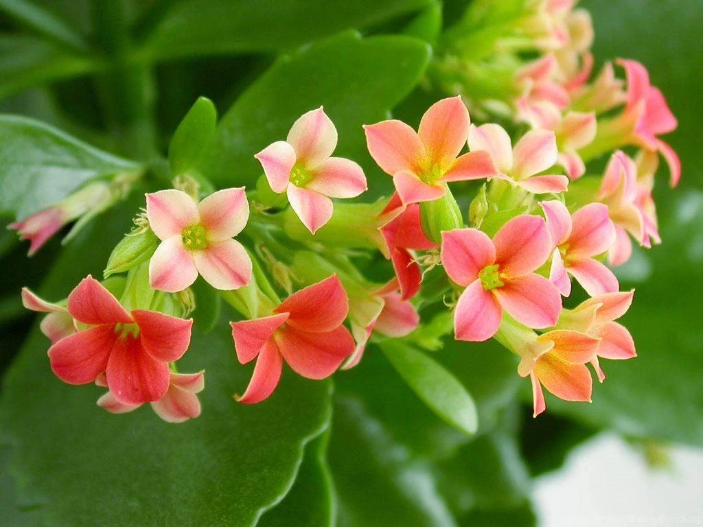 Flowers high resolution wallpapers