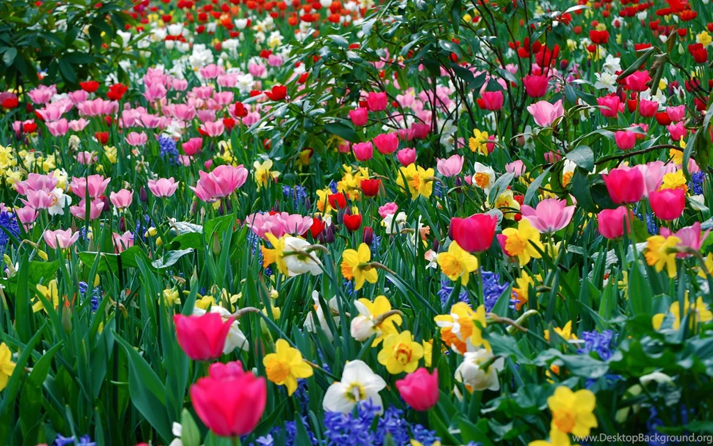 Colorful Flower High Quality Wallpapers : Nature Wallpapers ...