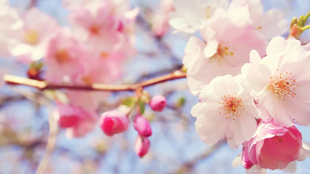 Peach Flowers High Resolution Wallpapers For Desktop