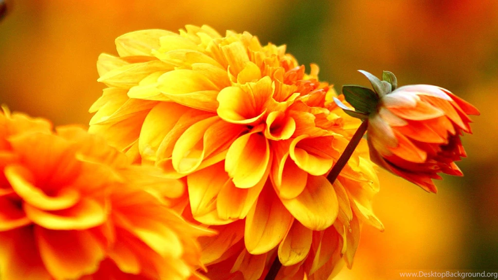 Abstract Orange Flower High Quality Wallpapers Download Free ...